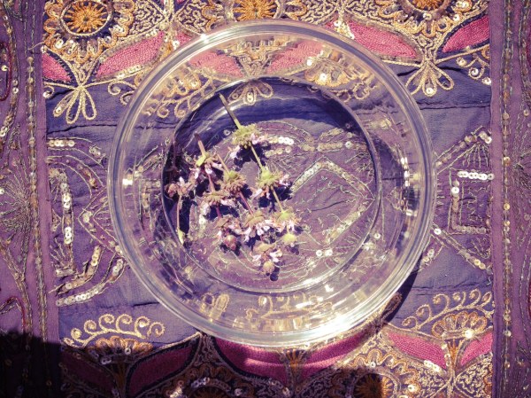 summersolsticefloweressence