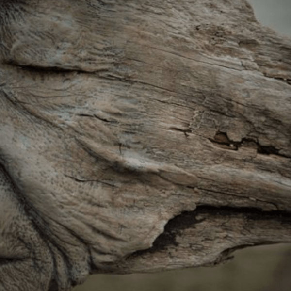 Bölcs Öreg Csontanya (téli&nbsp;napforduló)