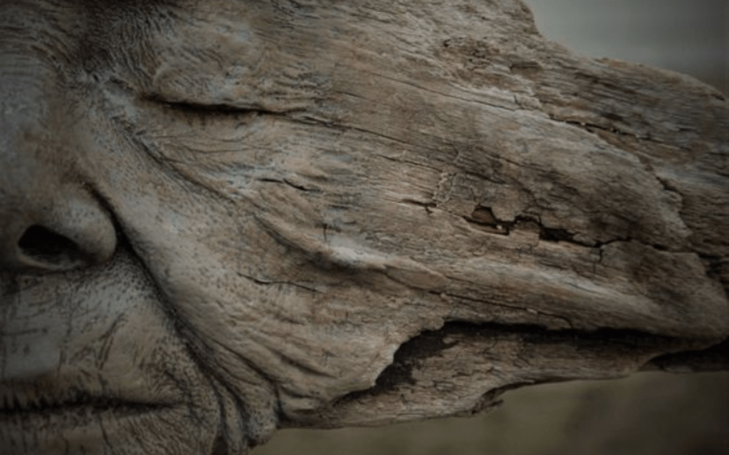 Bölcs Öreg Csontanya (téli&nbsp;napforduló)