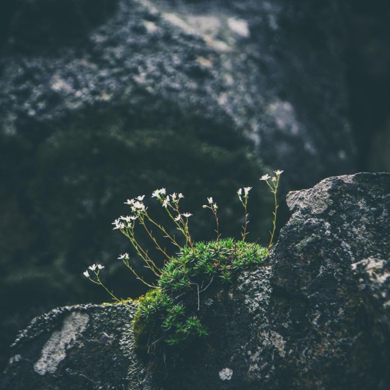 Méhcsendülés – Csendfohász