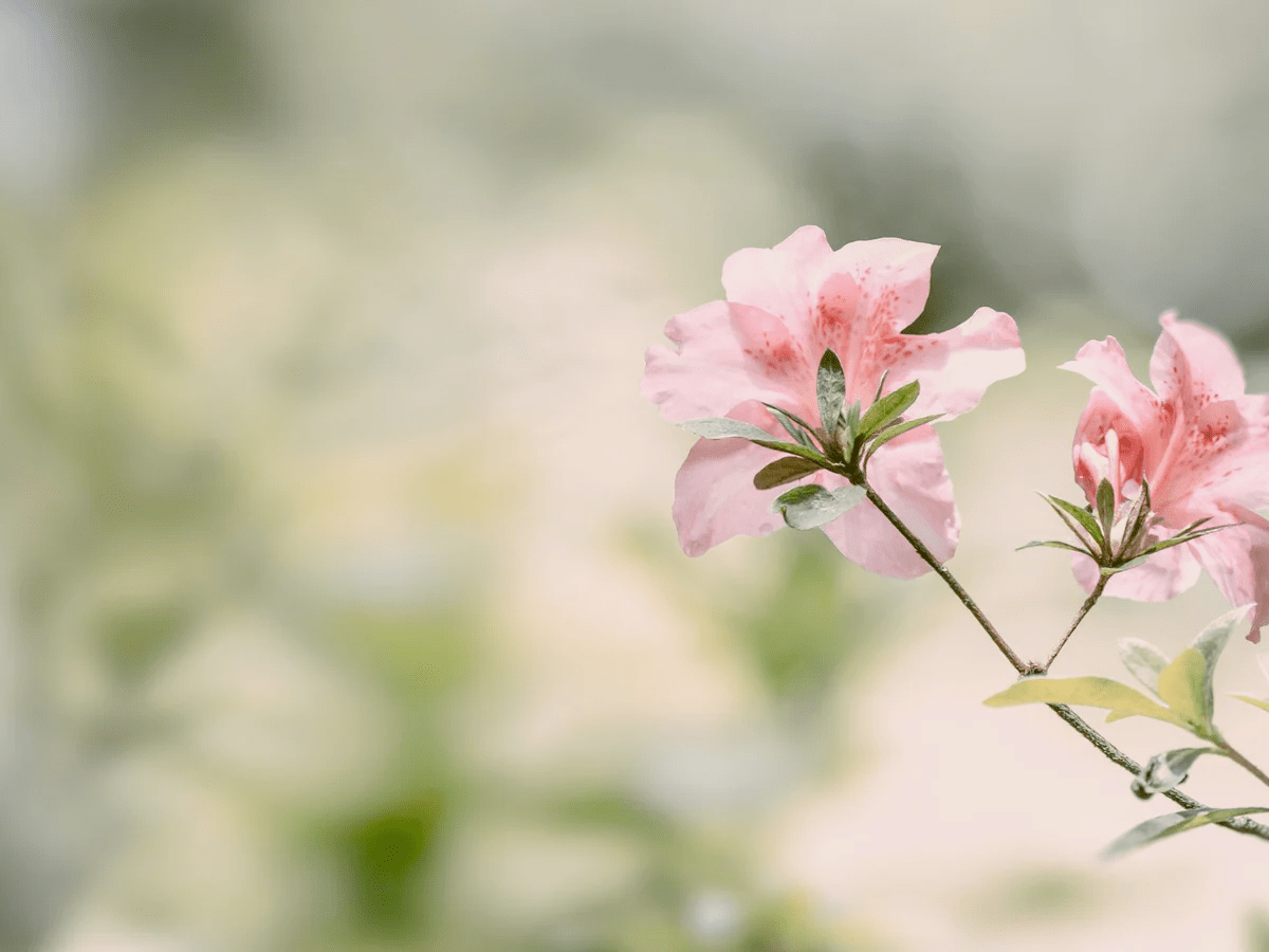 Az én ajurvédikus tavaszi (kapha) “wellness”&nbsp;rutinom